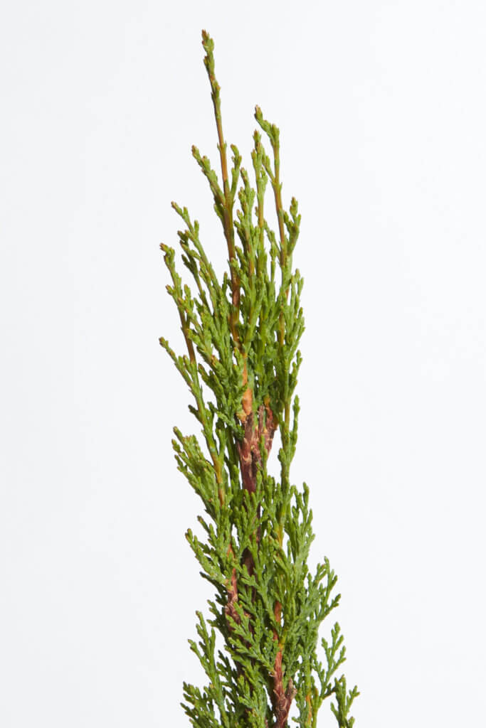 CUPRESSUS SEMPERVIRENS TOTEM