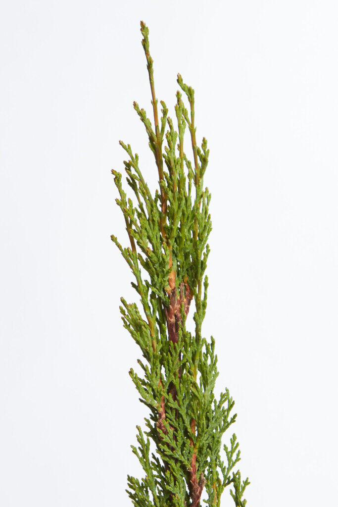 CUPRESSUS SEMPERVIRENS TOTEM