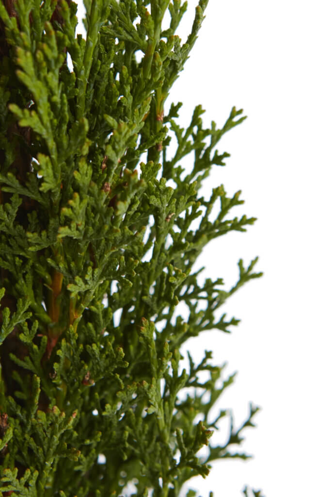 CUPRESSUS SEMPERVIRENS TOTEM