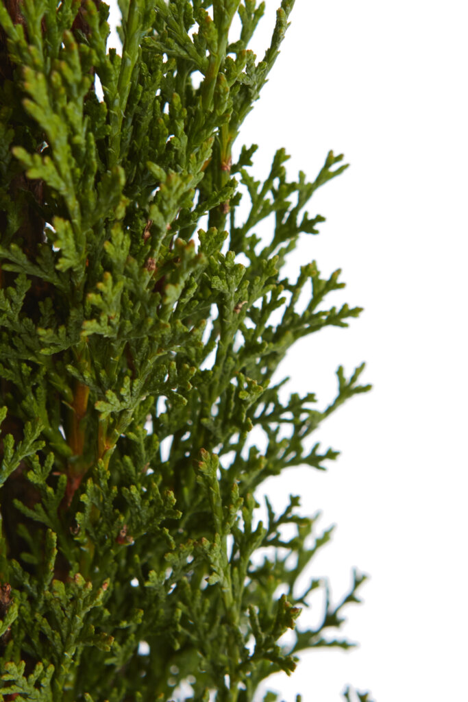 CUPRESSUS SEMPERVIRENS TOTEM