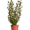 ELAEAGNUS EBBINGEI COMPACTA