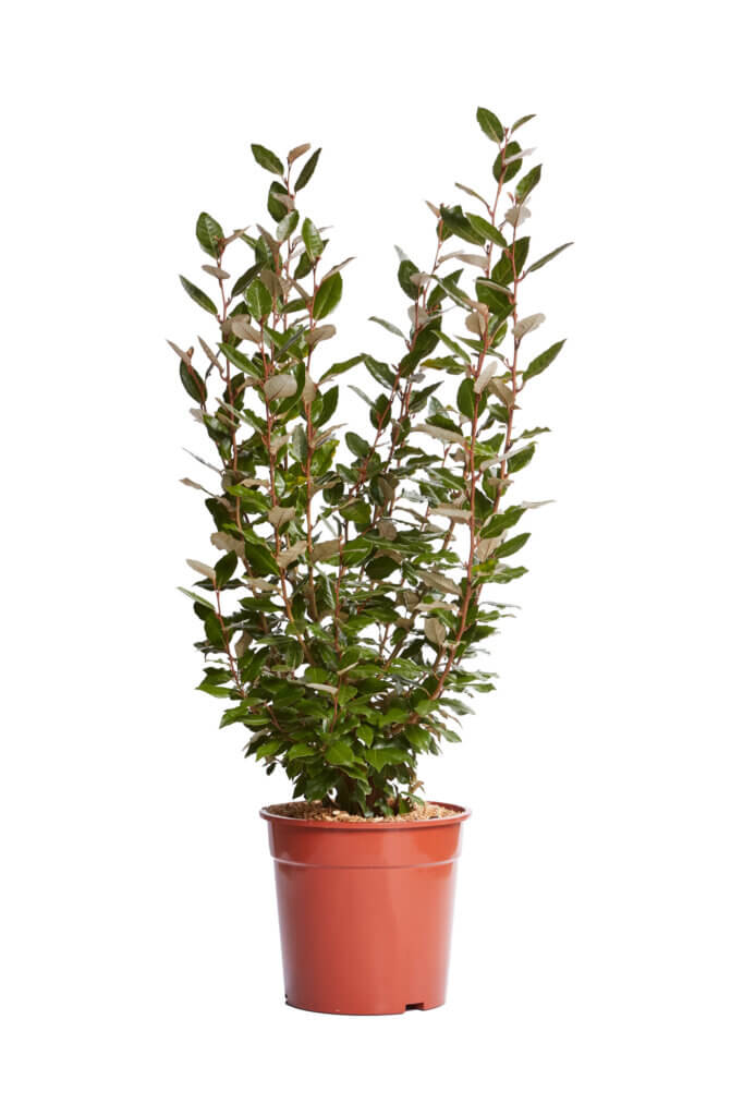 ELAEAGNUS EBBINGEI COMPACTA