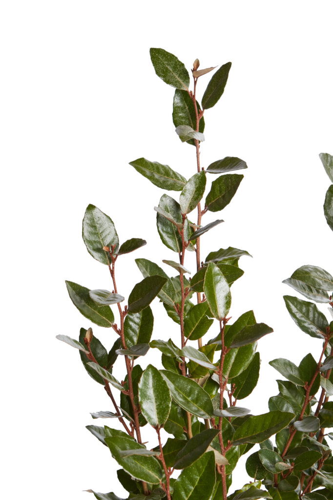 ELAEAGNUS EBBINGEI COMPACTA