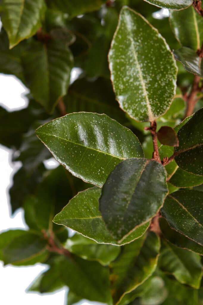 ELAEAGNUS EBBINGEI COMPACTA
