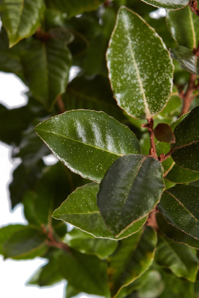 ELAEAGNUS EBBINGEI COMPACTA