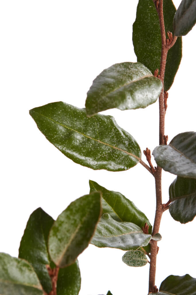 ELAEAGNUS EBBINGEI COMPACTA