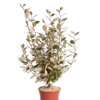 ELAEAGNUS EBBINGEI COMPACTA