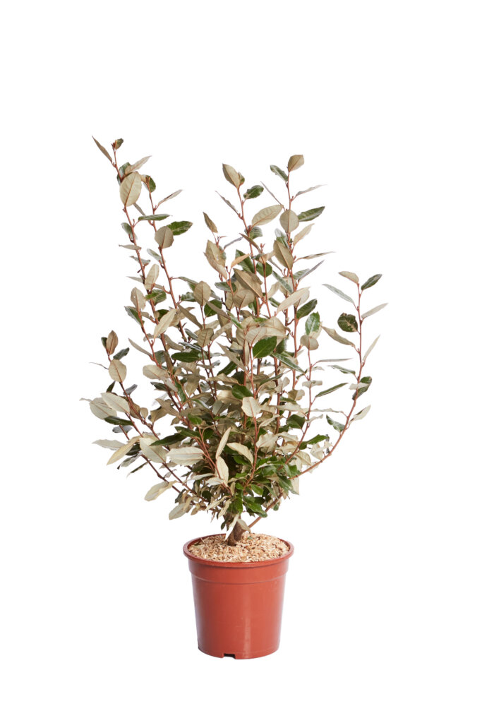 ELAEAGNUS EBBINGEI COMPACTA