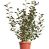 ELAEAGNUS EBBINGEI