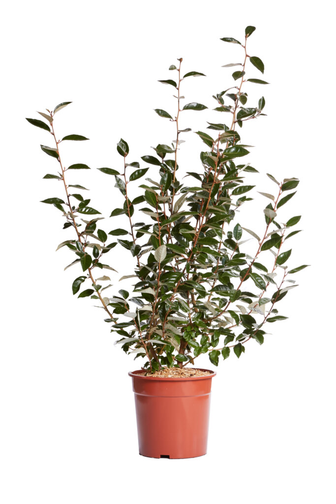 ELAEAGNUS EBBINGEI