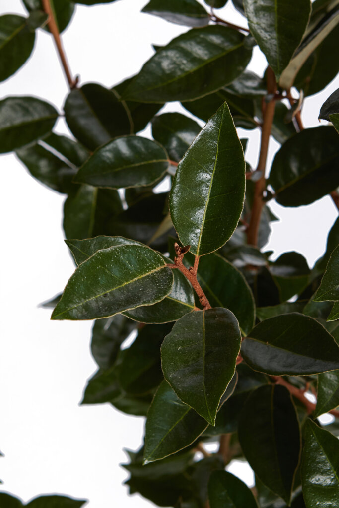 ELAEAGNUS EBBINGEI