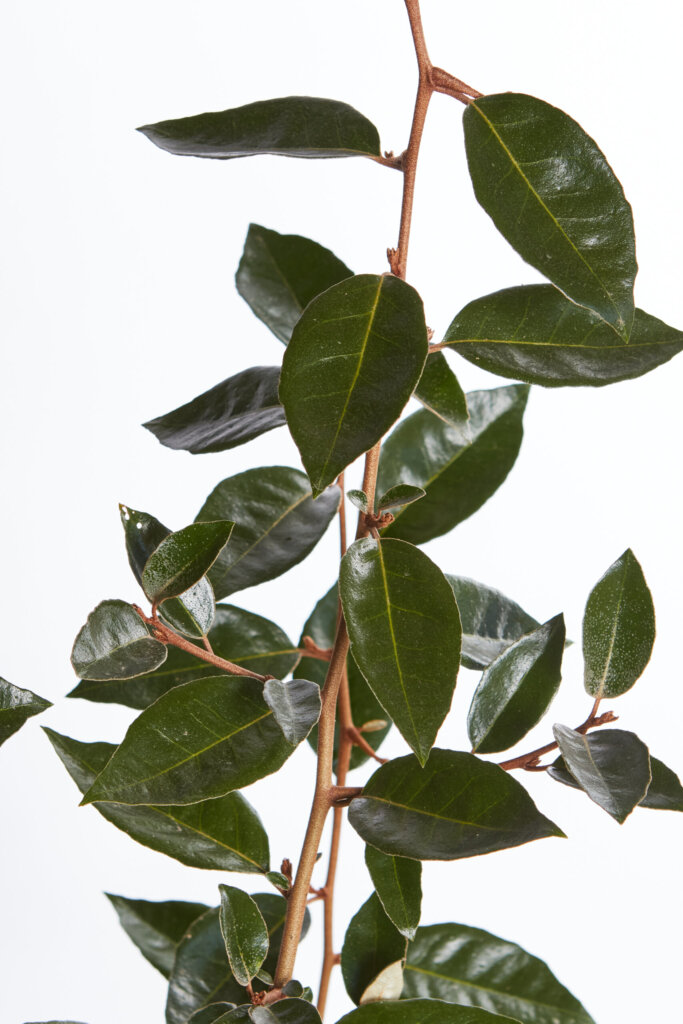 ELAEAGNUS EBBINGEI
