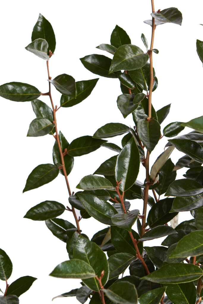 ELAEAGNUS EBBINGEI