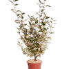 ELAEAGNUS EBBINGEI