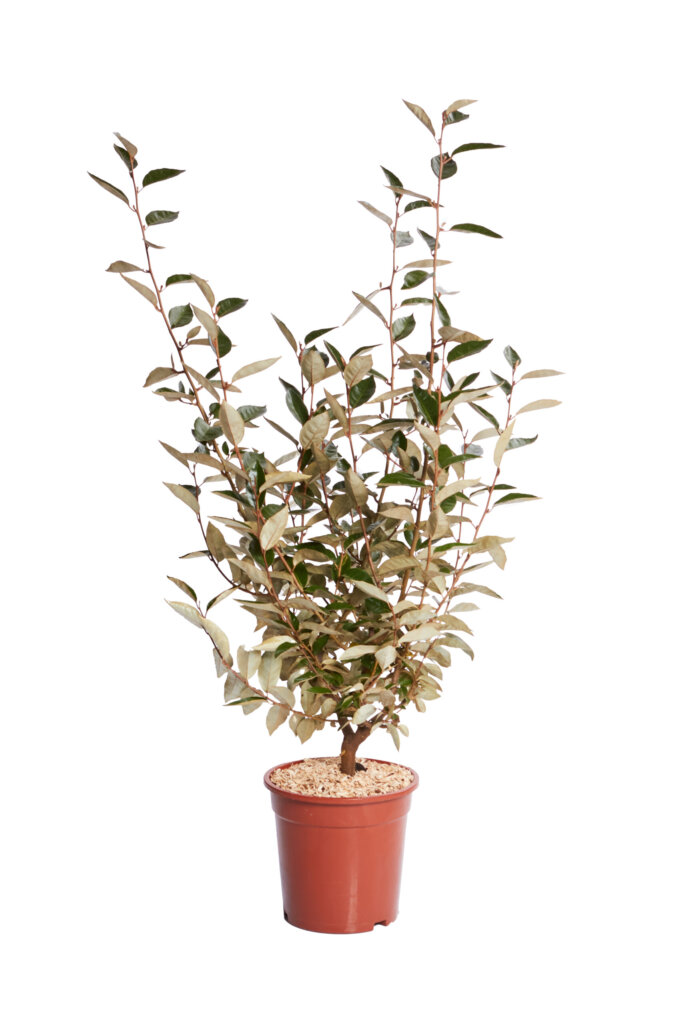 ELAEAGNUS EBBINGEI