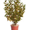 ELAEAGNUS EBBINGEI VIVILEG