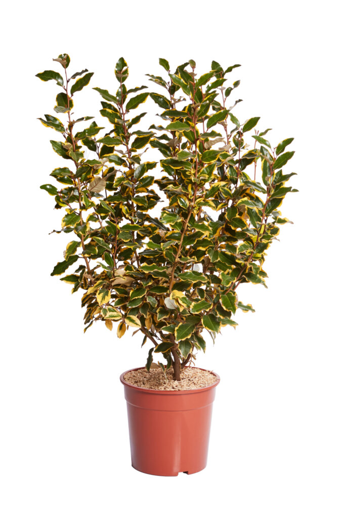 ELAEAGNUS X EBBINGEI VIVELEG