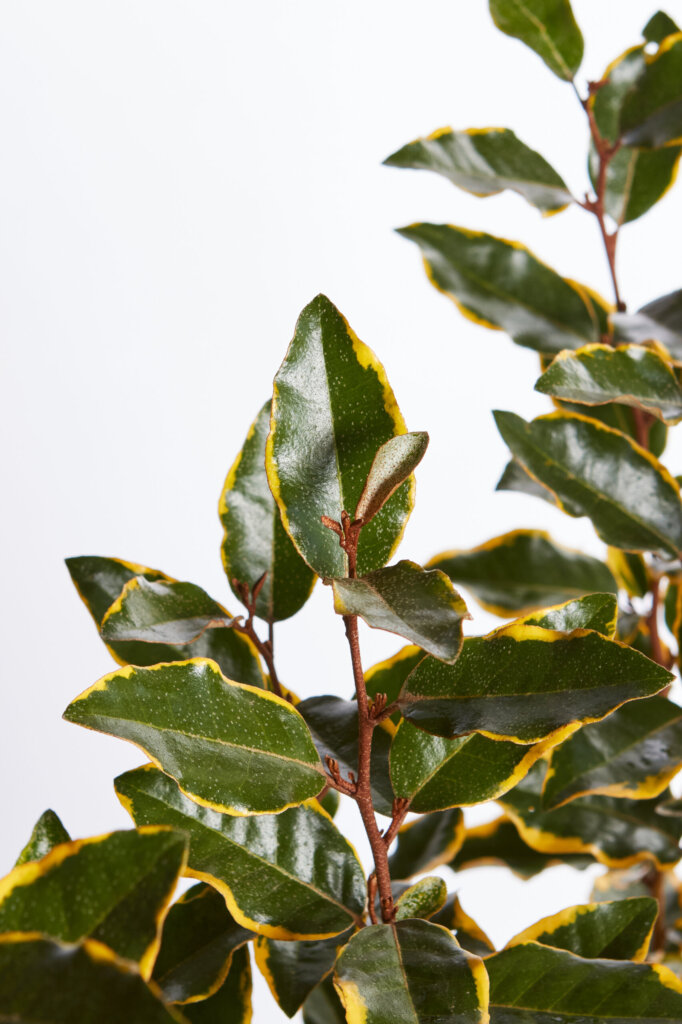 ELAEAGNUS X EBBINGEI VIVELEG