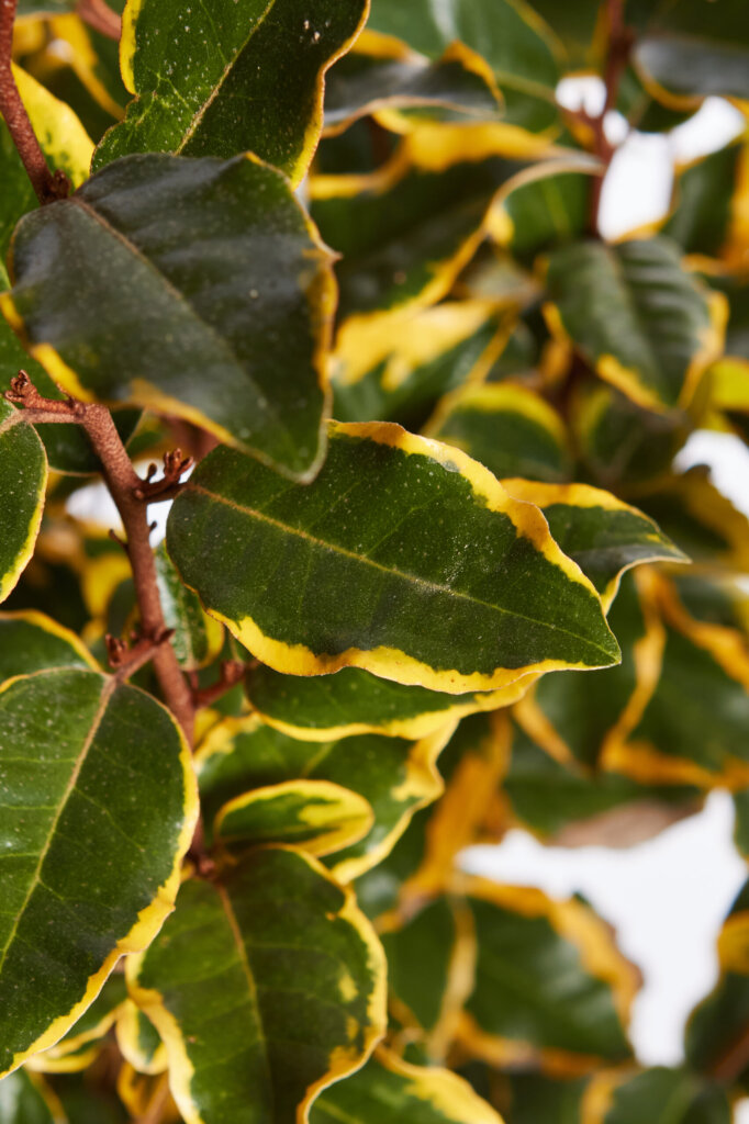 ELAEAGNUS X EBBINGEI VIVELEG