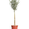 EUCALYPTUS GUNNII
