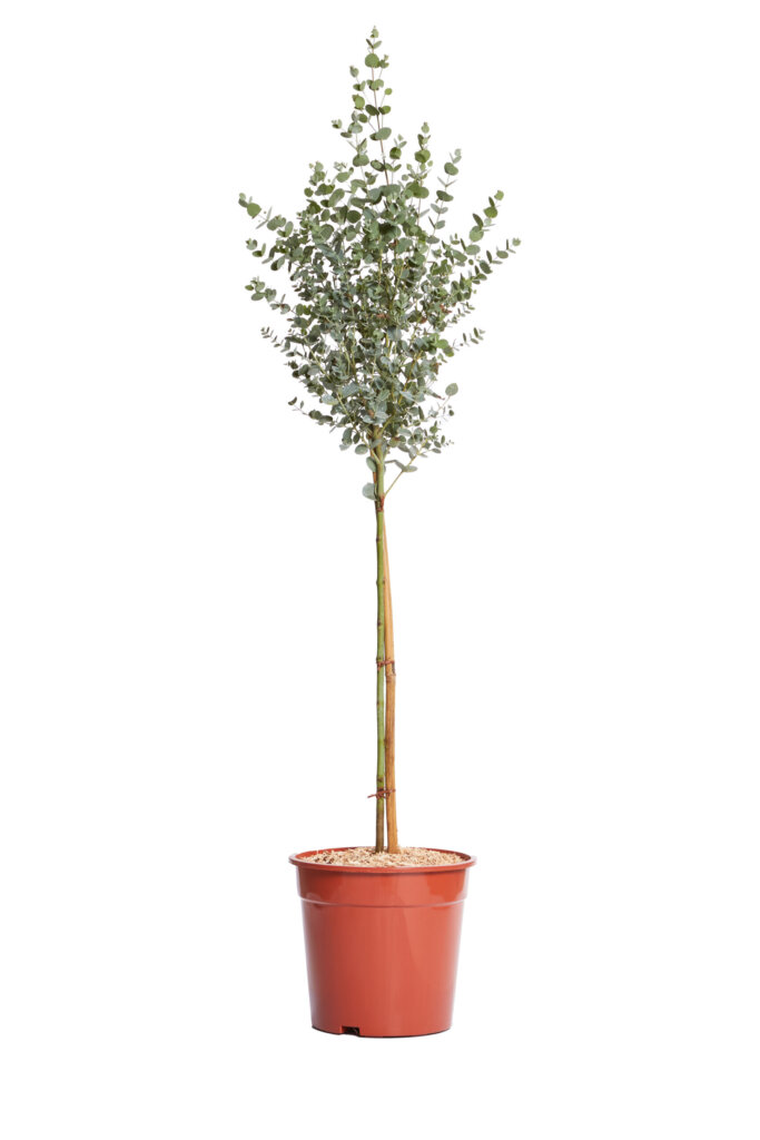 EUCALYPTUS GUNNII
