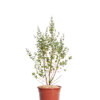 EUCALYPTUS GUNNII
