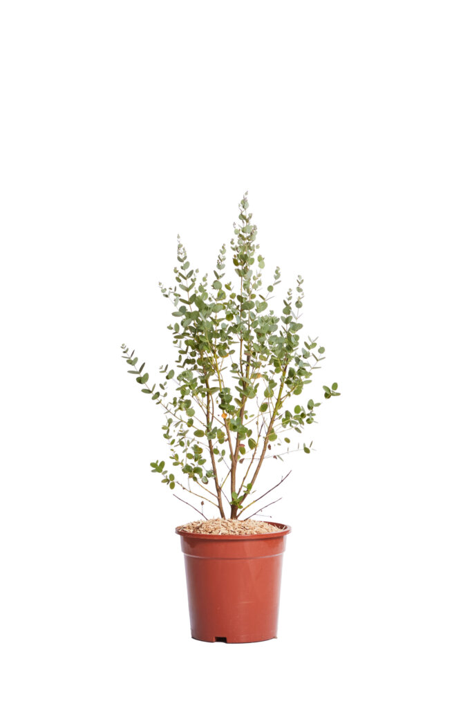 EUCALYPTUS GUNNII