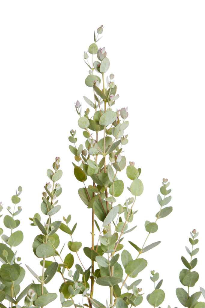 EUCALYPTUS GUNNII