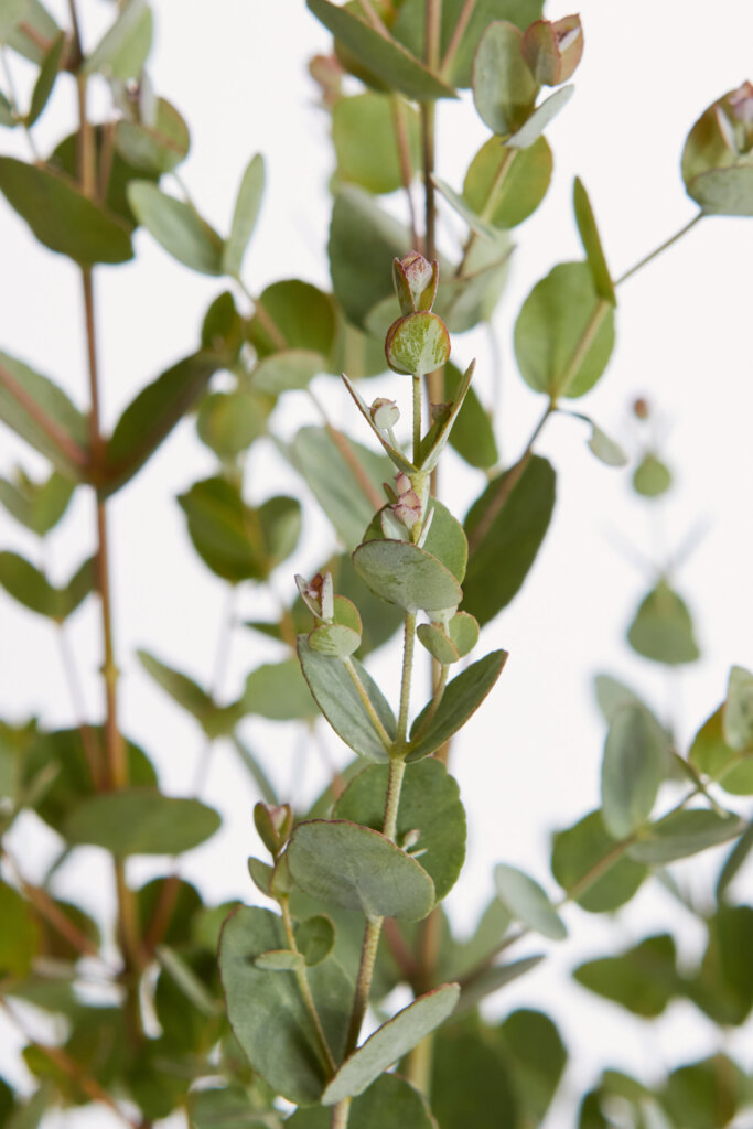 EUCALYPTUS GUNNII
