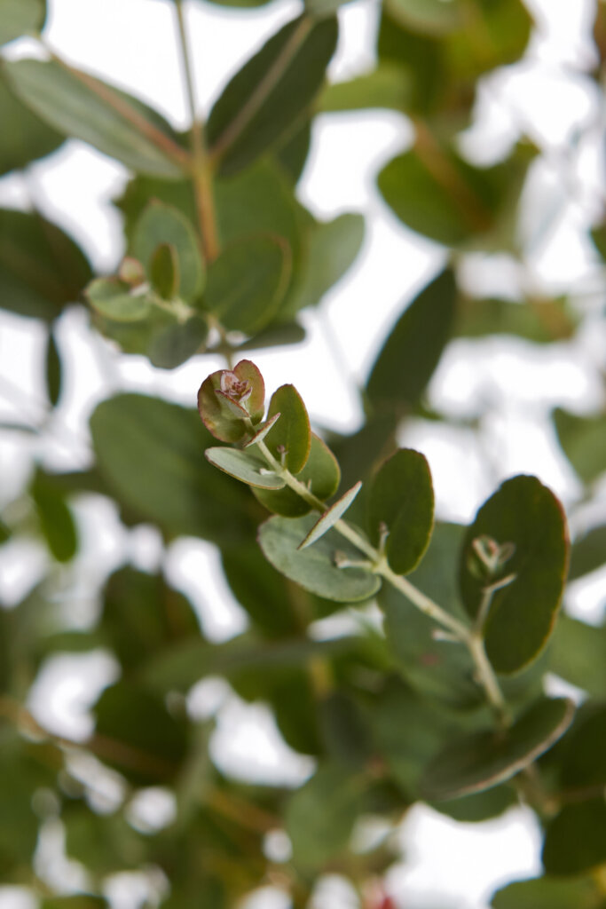 EUCALYPTUS GUNNII
