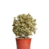EUONYMUS JAPONICUS BRAVO
