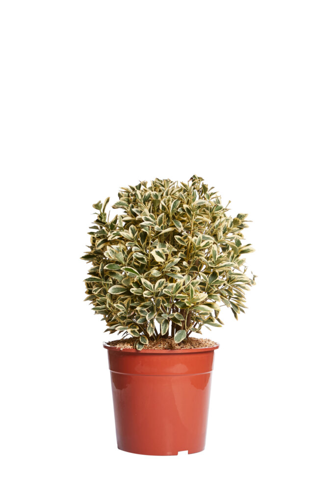 EUONYMUS JAPONICUS BRAVO
