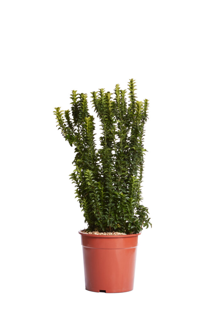 EUONYMUS JAPONICUS BENKOMASAKI