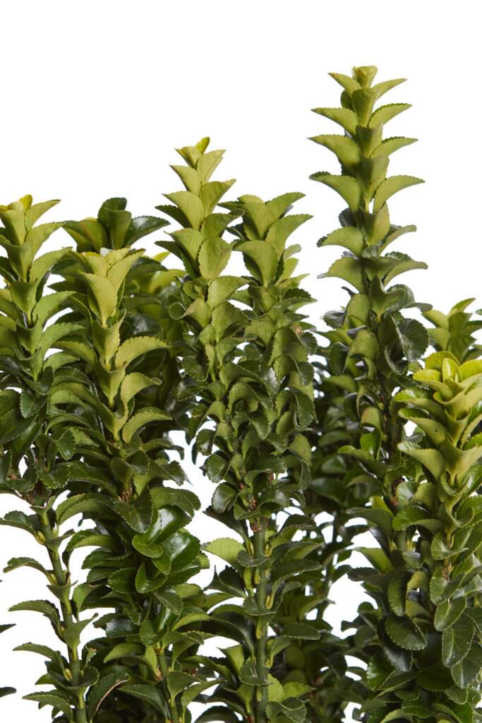 EUONYMUS JAPONICUS BENKOMASAKI