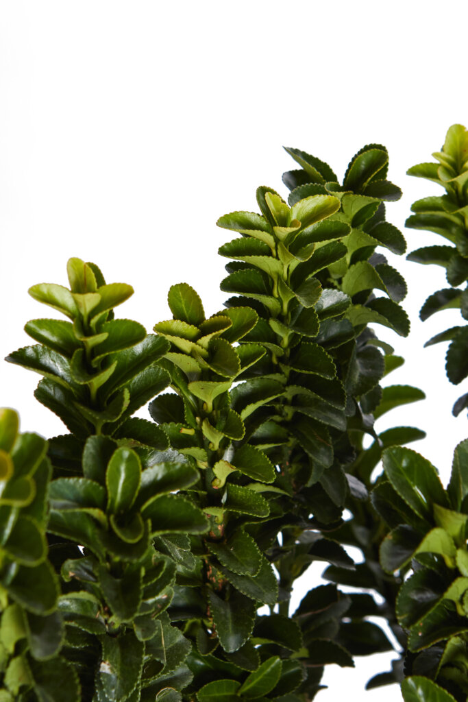 EUONYMUS JAPONICUS BENKOMASAKI