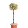 EUONYMUS JAPONICUS BRAVO