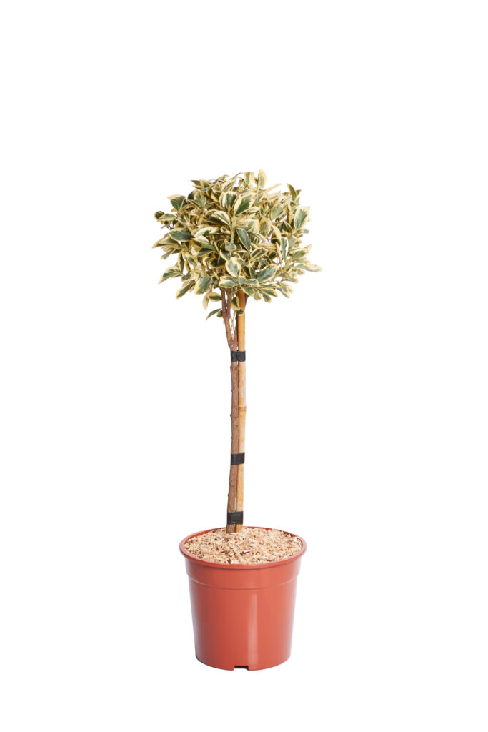 EUONYMUS JAPONICUS BRAVO