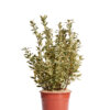 EUONYMUS JAPONICUS BRAVO
