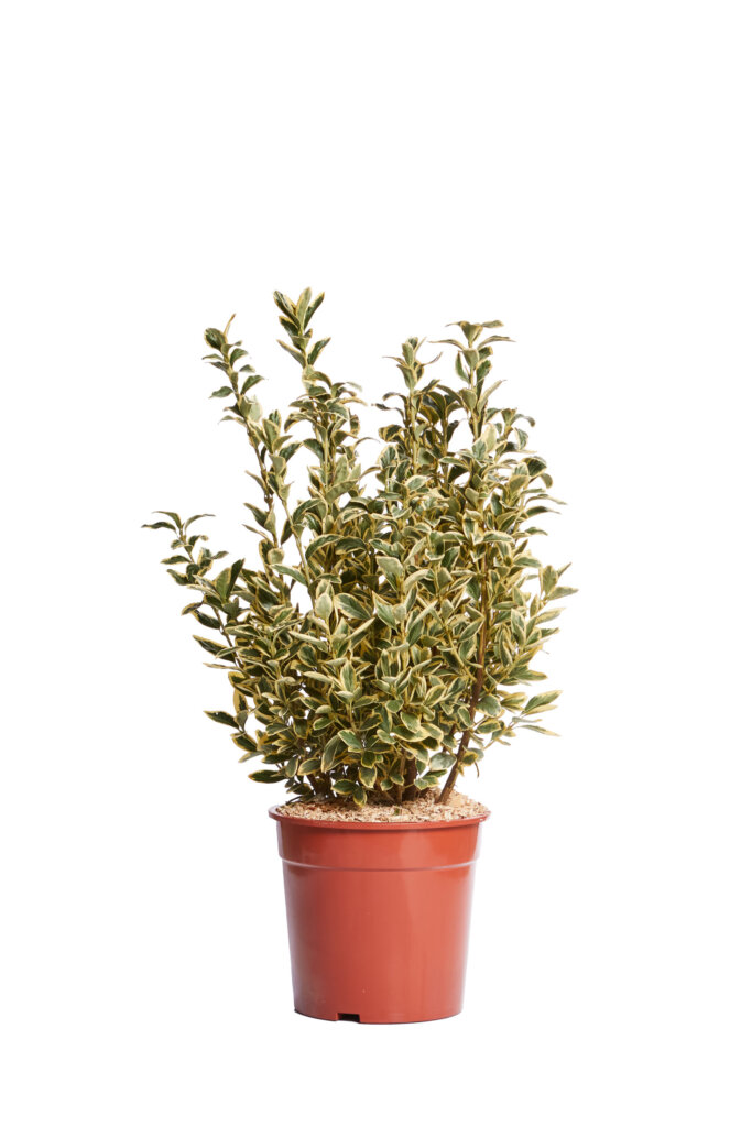 EUONYMUS JAPONICUS BRAVO