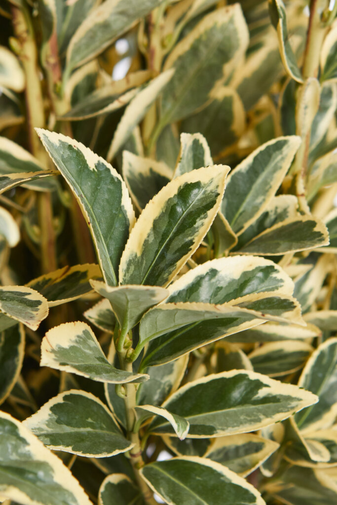 EUONYMUS JAPONICUS BRAVO
