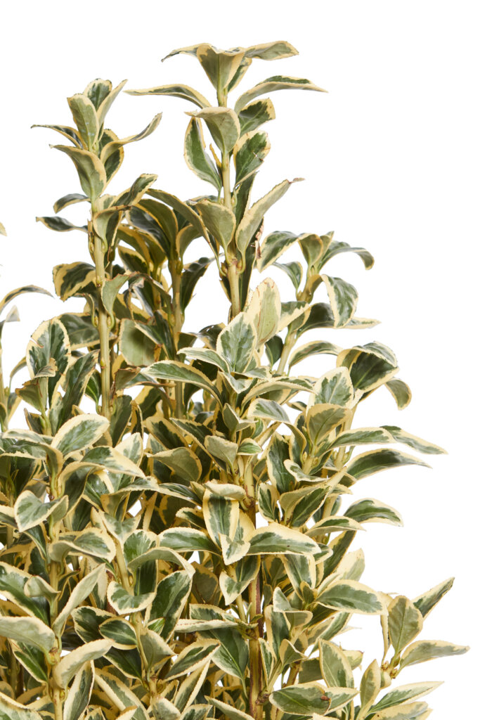 EUONYMUS JAPONICUS BRAVO