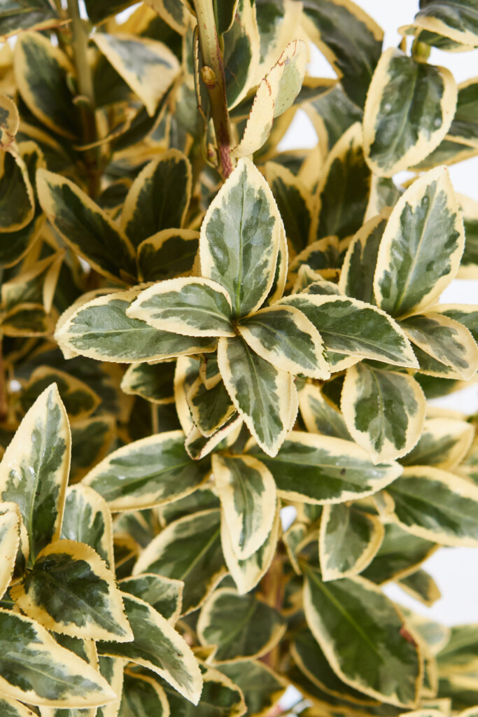 EUONYMUS JAPONICUS BRAVO
