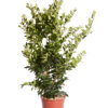 LIGUSTURM TEXANUM