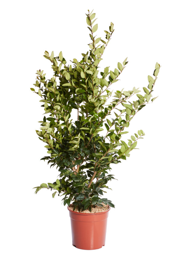 LIGUSTURM TEXANUM