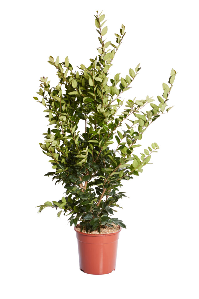 LIGUSTRUM TEXANUM