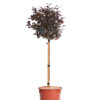 LOROPETALUM CHINENSE EVER RED