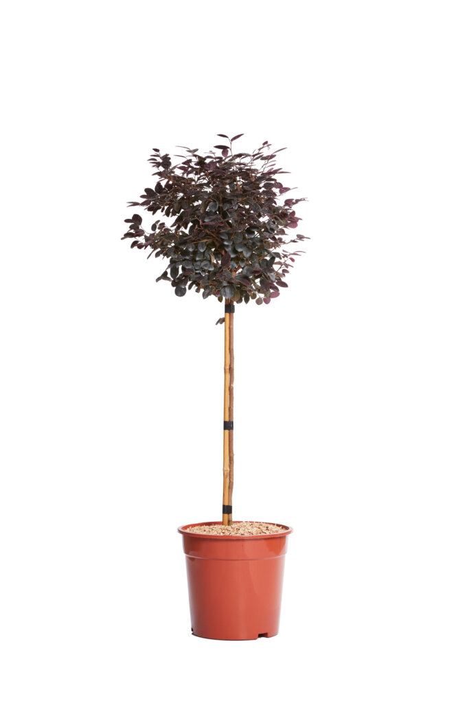 LOROPETALUM CHINENSE EVER RED (R-ROYALTY)