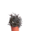 LOROPETALUM CHINENSE EVER RED