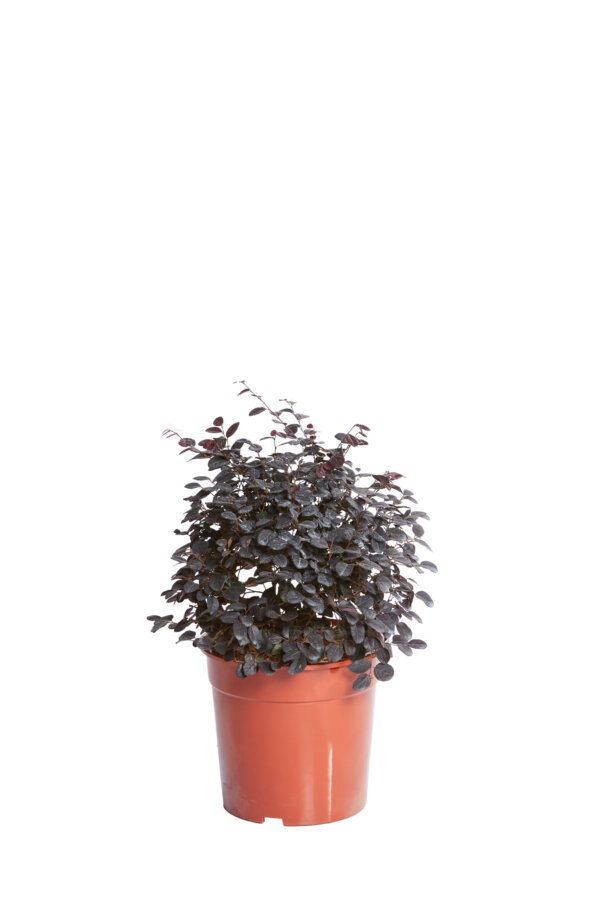 LOROPETALUM CHINENSE EVER RED