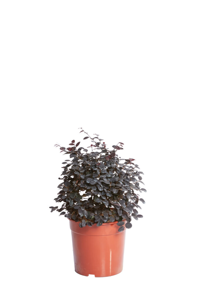 LOROPETALUM CHINENSE EVER RED (R-ROYALTY)